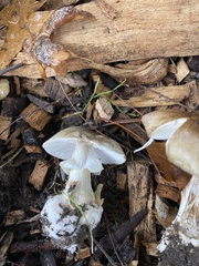 Amanita phalloides
