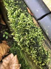 Rhynchostegium confertum