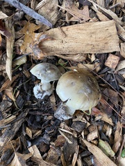 Amanita phalloides