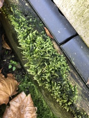 Rhynchostegium confertum