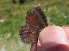 Erebia pronoe