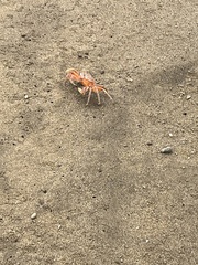 Ocypode gaudichaudii