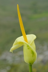 Arum creticum