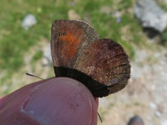 Erebia pronoe