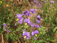 Solanum pinnatum