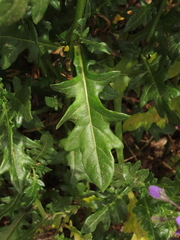 Solanum pinnatum