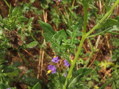 Solanum pinnatum