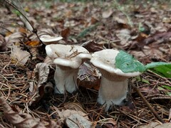 Clitocybe