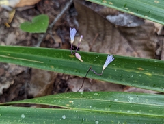 Apteria aphylla