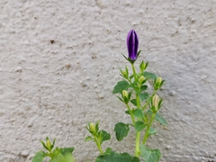 Campanula poscharskyana