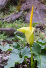 Arum creticum