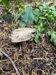 Agaricus deardorffensis