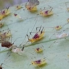 Macrosiphum lilii