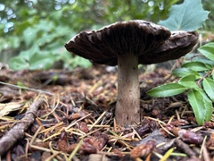 Agaricus deardorffensis