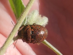 Orsilochides guttata