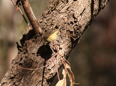 Acanthiza reguloides