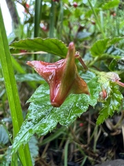 Begonia urticae