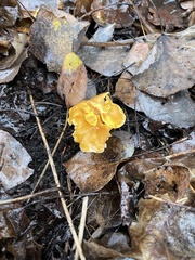Cantharellus cibarius