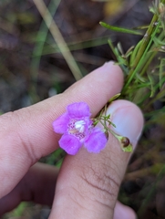 Agalinis filifolia