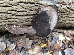 Ischnoderma benzoinum