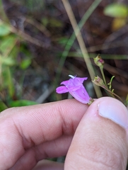 Agalinis filifolia