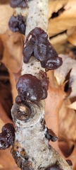 Exidia