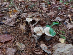 Clitocybe