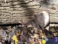 Ischnoderma benzoinum