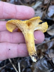 Cantharellus cibarius