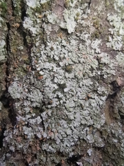Phaeophyscia orbicularis