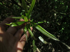 Pouteria salicifolia