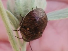 Orsilochides guttata