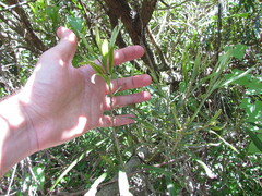Pouteria salicifolia