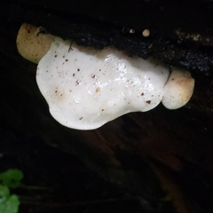 Ossicaulis lignatilis