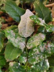 Erysiphe berberidis