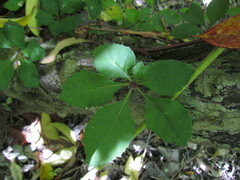 Cissus striata