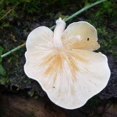 Ossicaulis lignatilis