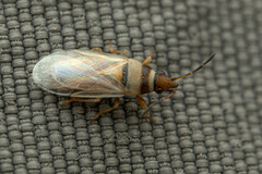 Oxycarenus pallens