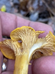 Cantharellus cibarius