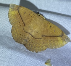 Anthela acuta