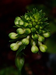 Malaxideae