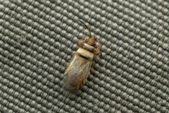 Oxycarenus pallens