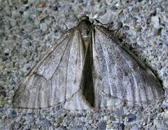 Alsophila pometaria