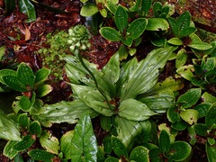 Malaxideae
