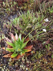 Paepalanthus costaricensis