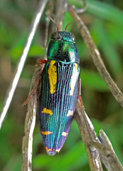 Buprestis rufipes