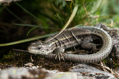 Iberolacerta aranica