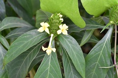 Barleria oenotheroides