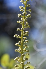 Oreopanax langlassei