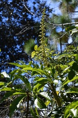 Oreopanax langlassei